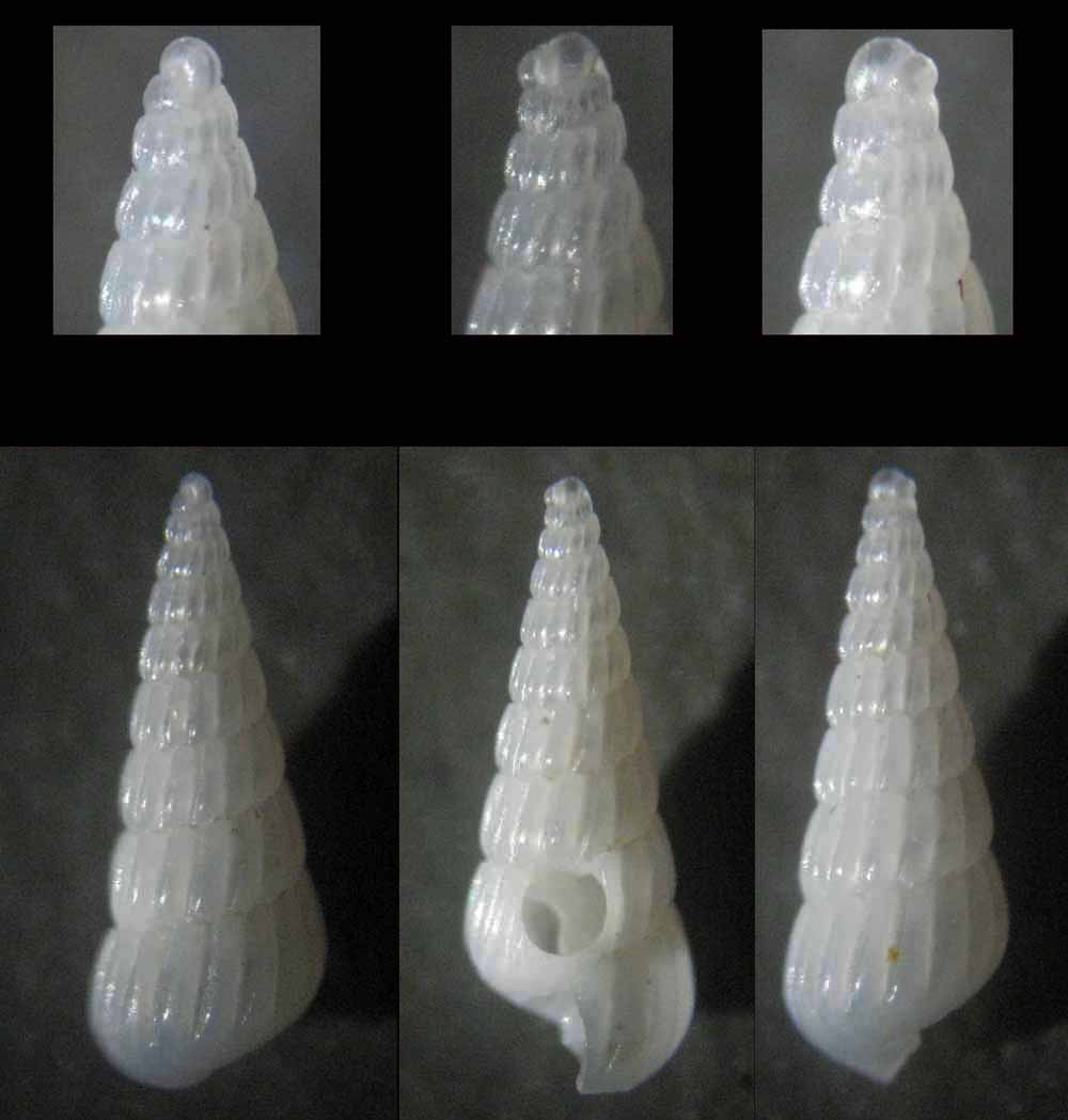 turbonilla pseudogradata?